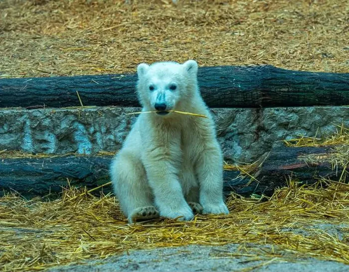 Framed Print : Polar bear (Ursus maritimus) yearling Cup at the Karlsruhe Zoo. Mika is born on 2 November 2024 Framed Print : Polar bear (Ursus maritimus) yearling Cup at the Karlsruhe Zoo. Mika is born on 2 November 2024
