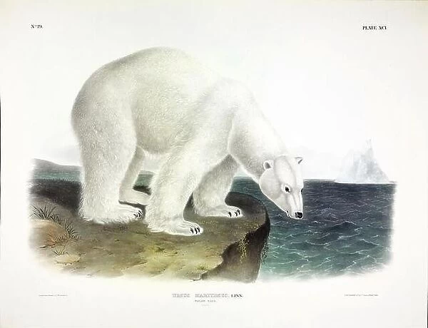 Polar Bear, Urusus Maritimus, 1845