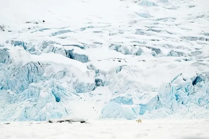 Framed Print : Polar bear walking in front of glacier, Svalbard Framed Print : Polar bear walking in front of glacier, Svalbard
