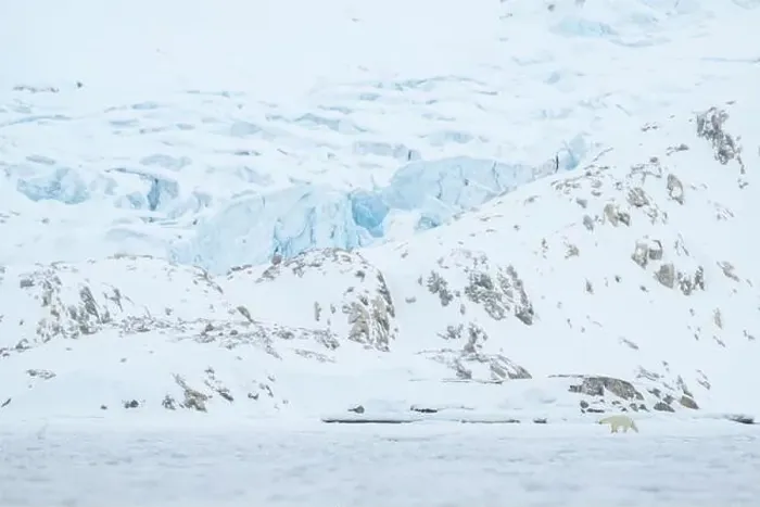 Framed Print : Polar bear walking in front of glacier, Svalbard
