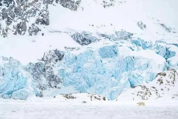 Framed Print : Polar bear walking in front of glacier, Svalbard Framed Print : Polar bear walking in front of glacier, Svalbard