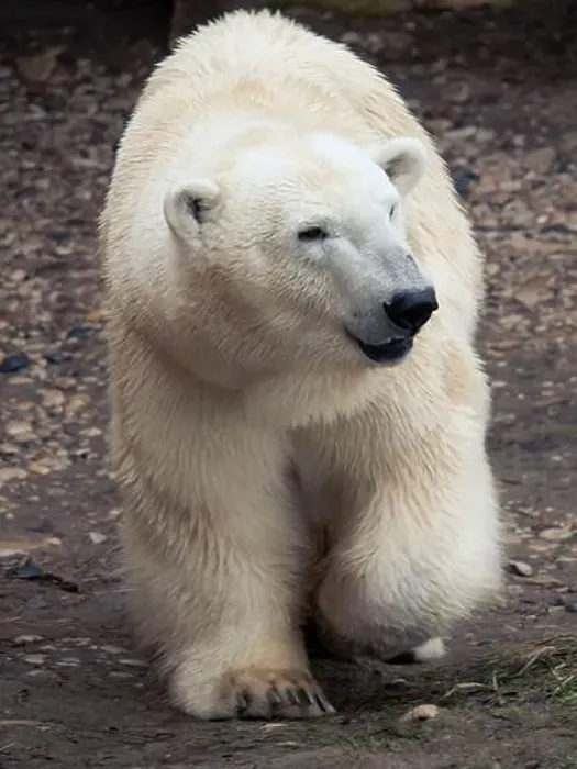 Framed Print : polar bear walking across rocky tundra Zoo photo Framed Print : polar bear walking across rocky tundra Zoo photo