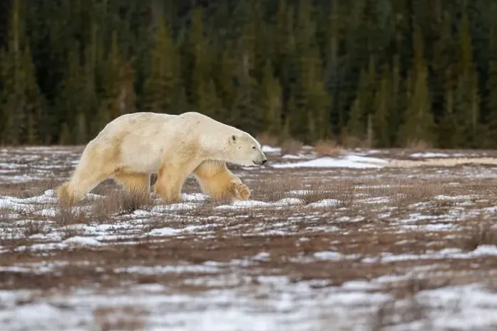 Framed Print : Polar bear walking through a snow covered field in October near Churchill, Manitoba Framed Print : Polar bear walking through a snow covered field in October near Churchill, Manitoba