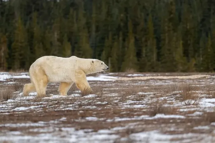 Framed Print : Polar bear walking through a snow covered field in October near Churchill, Manitoba Framed Print : Polar bear walking through a snow covered field in October near Churchill, Manitoba