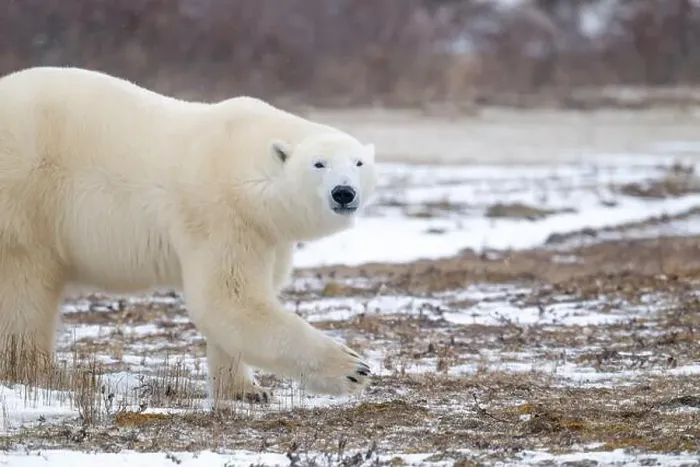 Framed Print : Polar bear walking through a snow covered field in October near Churchill, Manitoba Framed Print : Polar bear walking through a snow covered field in October near Churchill, Manitoba