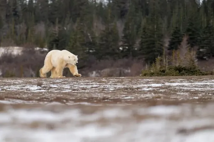 Framed Print : Polar bear walking through a snow covered field in October near Churchill, Manitoba Framed Print : Polar bear walking through a snow covered field in October near Churchill, Manitoba