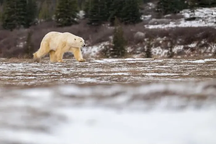 Framed Print : Polar bear walking through a snow covered field in October near Churchill, Manitoba Framed Print : Polar bear walking through a snow covered field in October near Churchill, Manitoba