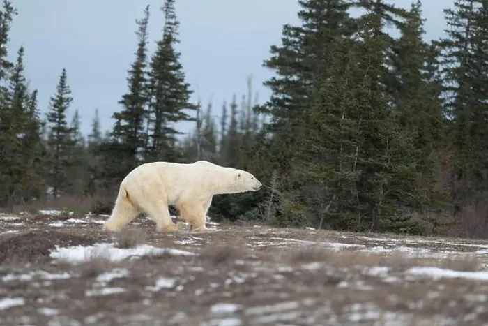 Framed Print : Polar bear walking through a snow covered field in October near Churchill, Manitoba Framed Print : Polar bear walking through a snow covered field in October near Churchill, Manitoba