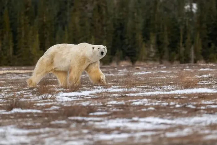 Framed Print : Polar bear walking through a snow covered field in October near Churchill, Manitoba Framed Print : Polar bear walking through a snow covered field in October near Churchill, Manitoba