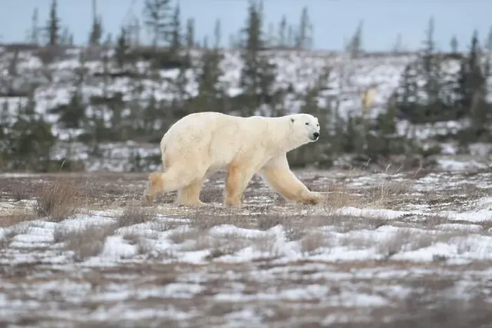Framed Print : Polar bear walking through a snow covered field in October near Churchill, Manitoba Framed Print : Polar bear walking through a snow covered field in October near Churchill, Manitoba