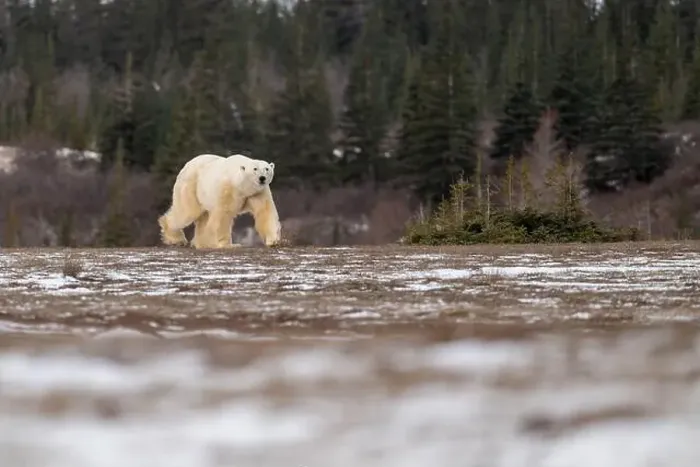 Framed Print : Polar bear walking through a snow covered field in October near Churchill, Manitoba Framed Print : Polar bear walking through a snow covered field in October near Churchill, Manitoba
