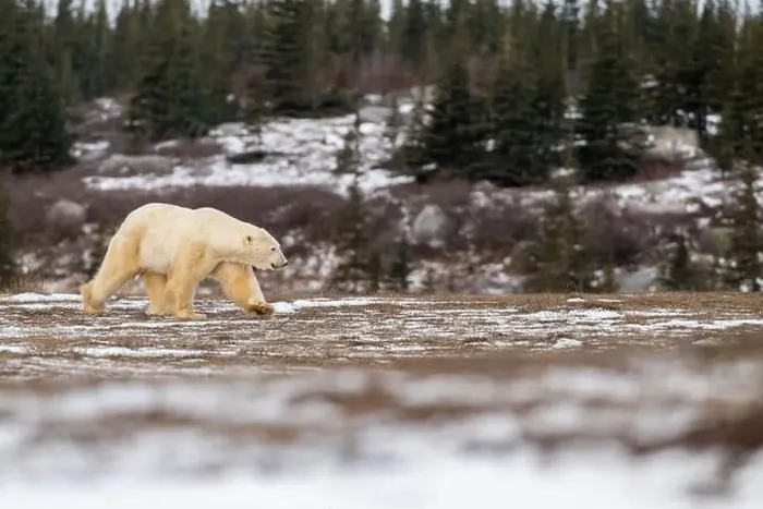 Framed Print : Polar bear walking through a snow covered field in October near Churchill, Manitoba Framed Print : Polar bear walking through a snow covered field in October near Churchill, Manitoba