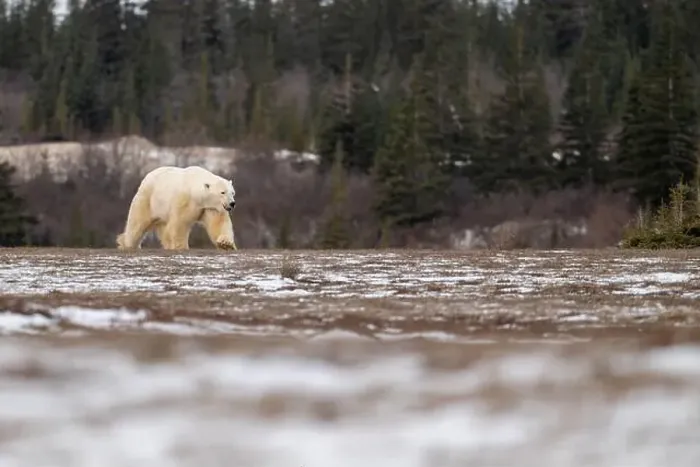 Framed Print : Polar bear walking through a snow covered field in October near Churchill, Manitoba Framed Print : Polar bear walking through a snow covered field in October near Churchill, Manitoba