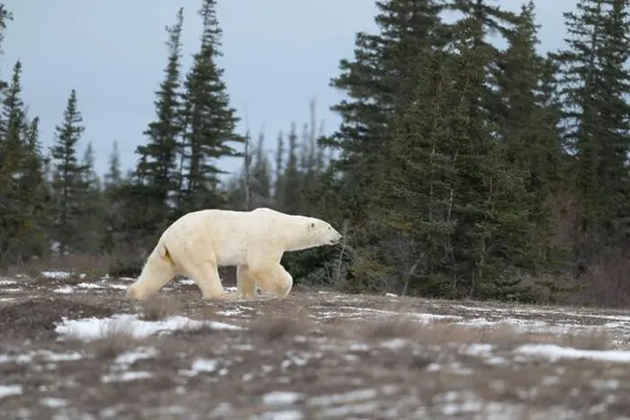 Framed Print : Polar bear walking through a snow covered field in October near Churchill, Manitoba Framed Print : Polar bear walking through a snow covered field in October near Churchill, Manitoba