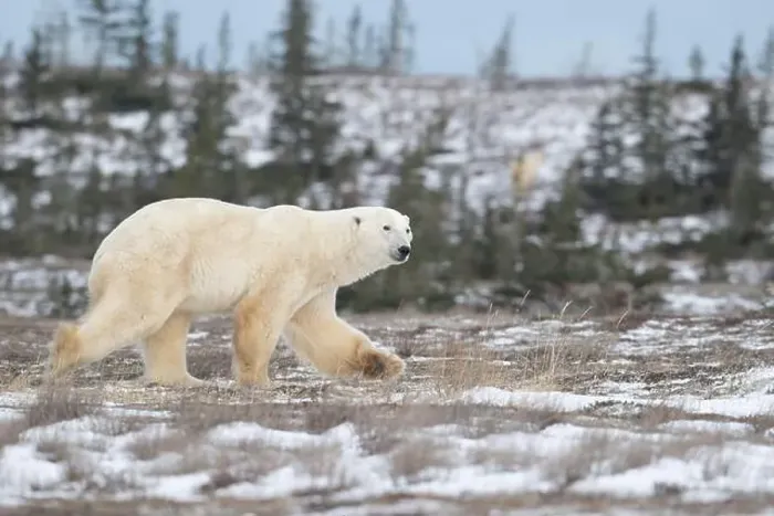 Framed Print : Polar bear walking through a snow covered field in October near Churchill, Manitoba Framed Print : Polar bear walking through a snow covered field in October near Churchill, Manitoba