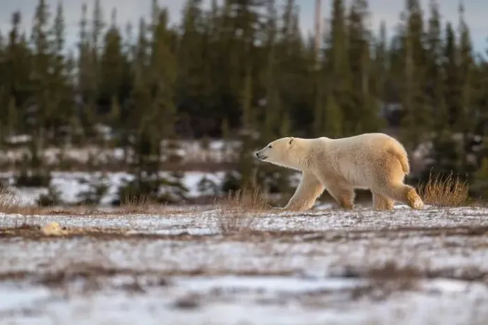 Framed Print : Polar bear walking through a snow covered field in October near Churchill, Manitoba Framed Print : Polar bear walking through a snow covered field in October near Churchill, Manitoba