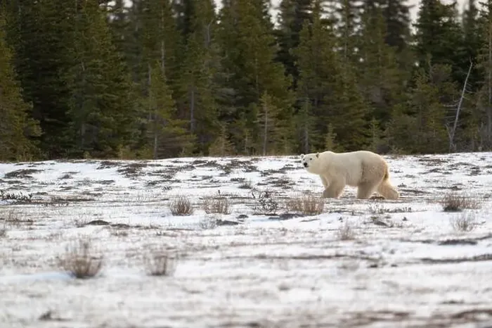 Framed Print : Polar bear walking through a snow covered field in October near Churchill, Manitoba Framed Print : Polar bear walking through a snow covered field in October near Churchill, Manitoba