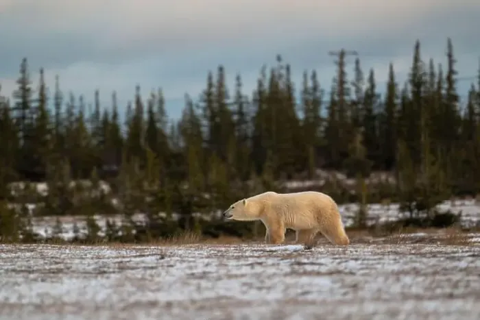 Framed Print : Polar bear walking through a snow covered field in October near Churchill, Manitoba Framed Print : Polar bear walking through a snow covered field in October near Churchill, Manitoba