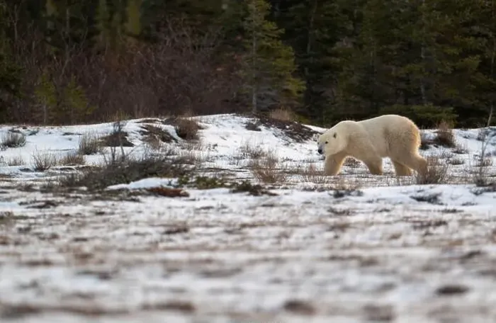 Framed Print : Polar bear walking through a snow covered field in October near Churchill, Manitoba Framed Print : Polar bear walking through a snow covered field in October near Churchill, Manitoba