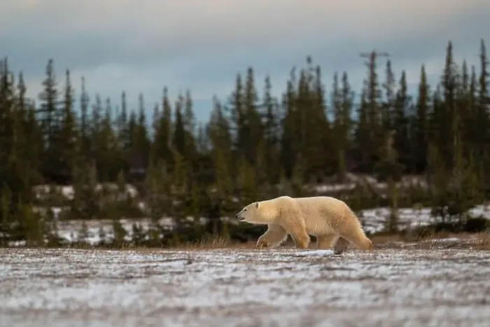 Framed Print : Polar bear walking through a snow covered field in October near Churchill, Manitoba Framed Print : Polar bear walking through a snow covered field in October near Churchill, Manitoba