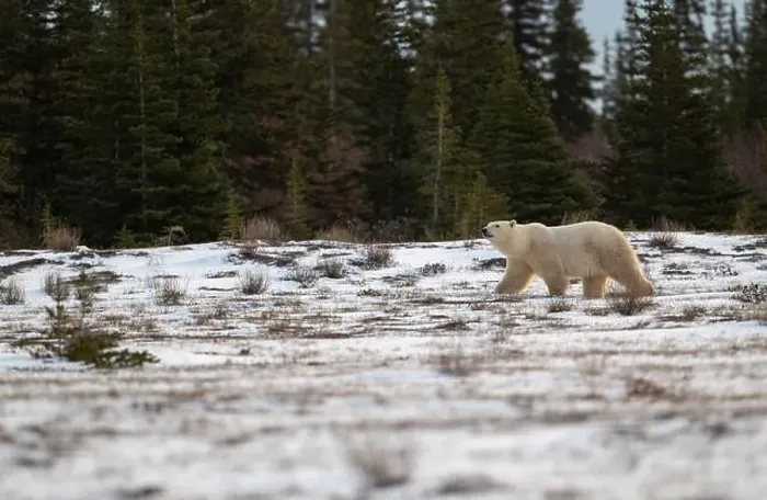 Framed Print : Polar bear walking through a snow covered field in October near Churchill, Manitoba Framed Print : Polar bear walking through a snow covered field in October near Churchill, Manitoba