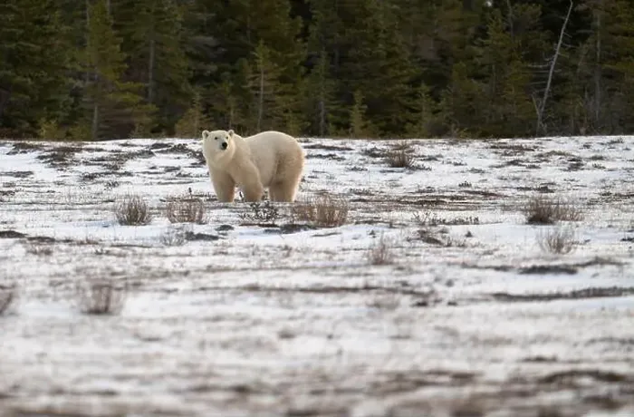 Framed Print : Polar bear walking through a snow covered field in October near Churchill, Manitoba Framed Print : Polar bear walking through a snow covered field in October near Churchill, Manitoba