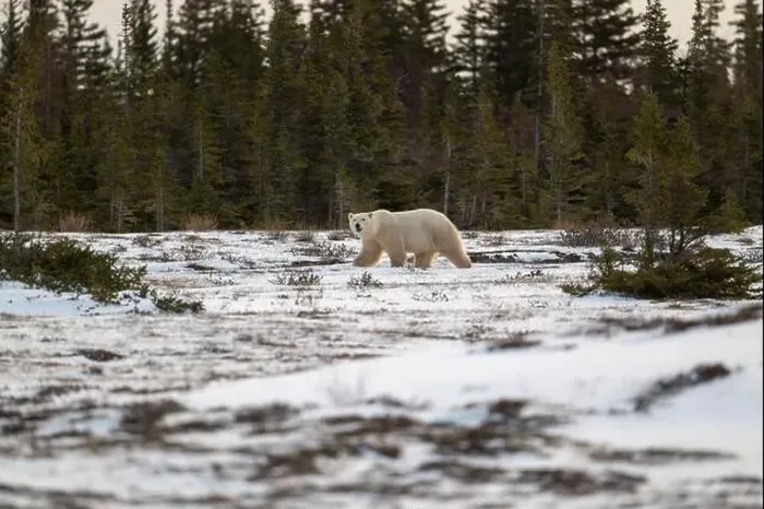 Framed Print : Polar bear walking through a snow covered field in October near Churchill, Manitoba Framed Print : Polar bear walking through a snow covered field in October near Churchill, Manitoba