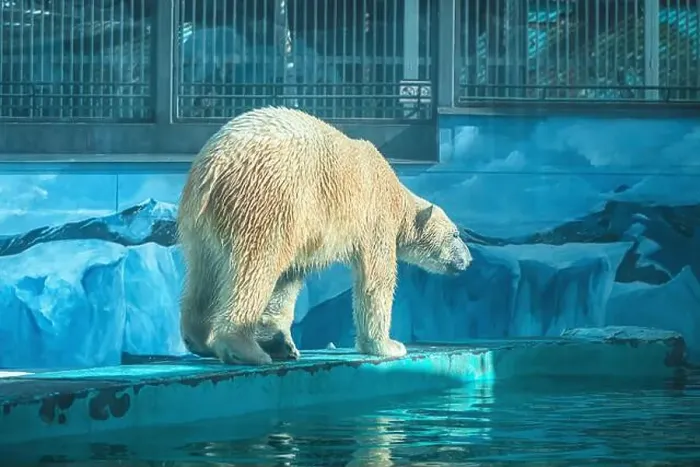 Framed Print : a polar bear in a zoo walks on a ledge on a blue background in the form of ice floes Framed Print : a polar bear in a zoo walks on a ledge on a blue background in the form of ice floes