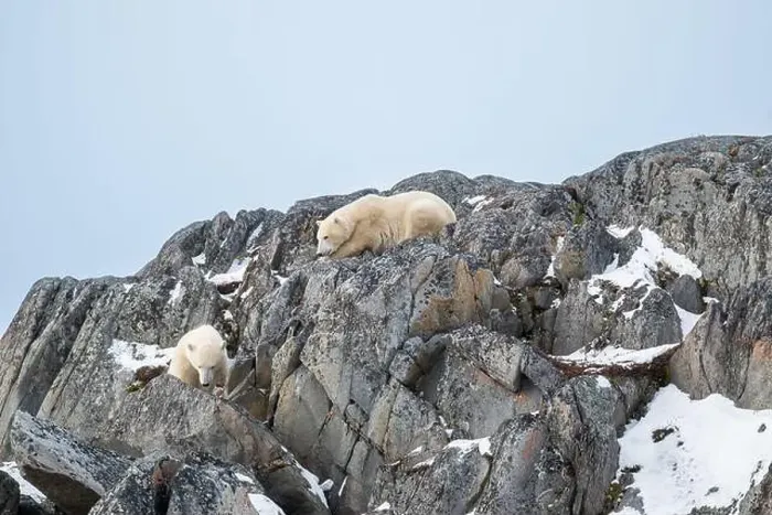Framed Print : Two polar bears climbing on the rocks along the Hudson Bay just outside of Churchill, Manitoba, in November Framed Print : Two polar bears climbing on the rocks along the Hudson Bay just outside of Churchill, Manitoba, in November