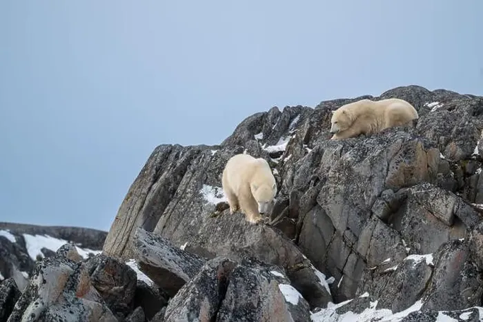Framed Print : Two polar bears climbing on the rocks along the Hudson Bay just outside of Churchill, Manitoba, in November Framed Print : Two polar bears climbing on the rocks along the Hudson Bay just outside of Churchill, Manitoba, in November