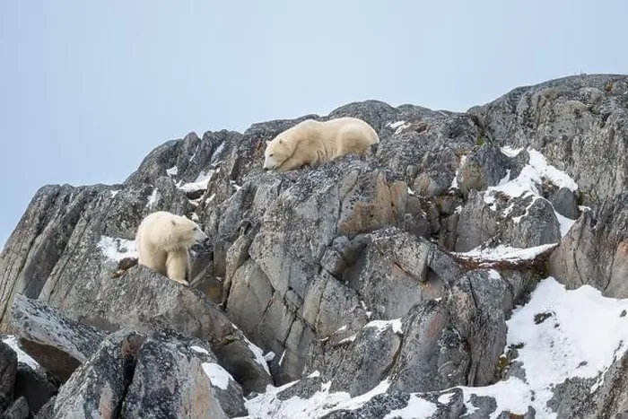 Framed Print : Two polar bears climbing on the rocks along the Hudson Bay just outside of Churchill, Manitoba, in November Framed Print : Two polar bears climbing on the rocks along the Hudson Bay just outside of Churchill, Manitoba, in November
