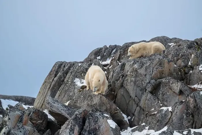 Framed Print : Two polar bears climbing on the rocks along the Hudson Bay just outside of Churchill, Manitoba, in November Framed Print : Two polar bears climbing on the rocks along the Hudson Bay just outside of Churchill, Manitoba, in November
