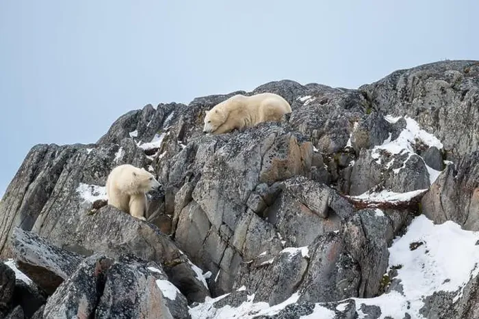 Framed Print : Two polar bears climbing on the rocks along the Hudson Bay just outside of Churchill, Manitoba, in November Framed Print : Two polar bears climbing on the rocks along the Hudson Bay just outside of Churchill, Manitoba, in November