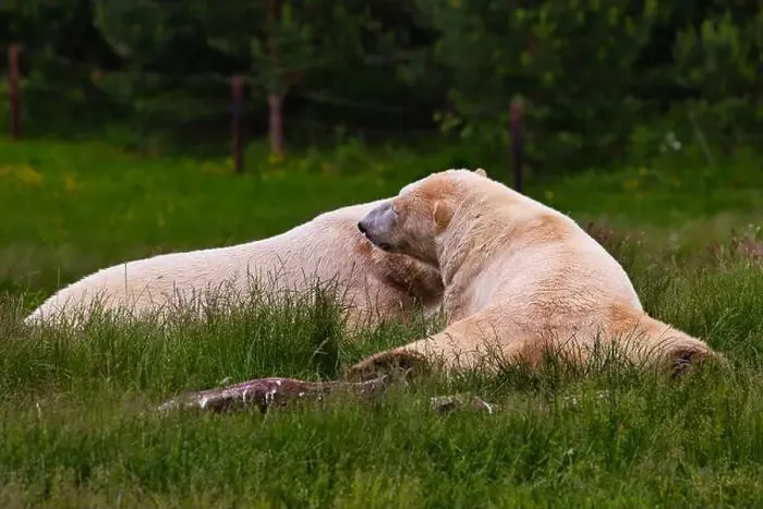 Framed Print : Two polar bears lying on the grass in a green field, one bear resting its head on the other Framed Print : Two polar bears lying on the grass in a green field, one bear resting its head on the other