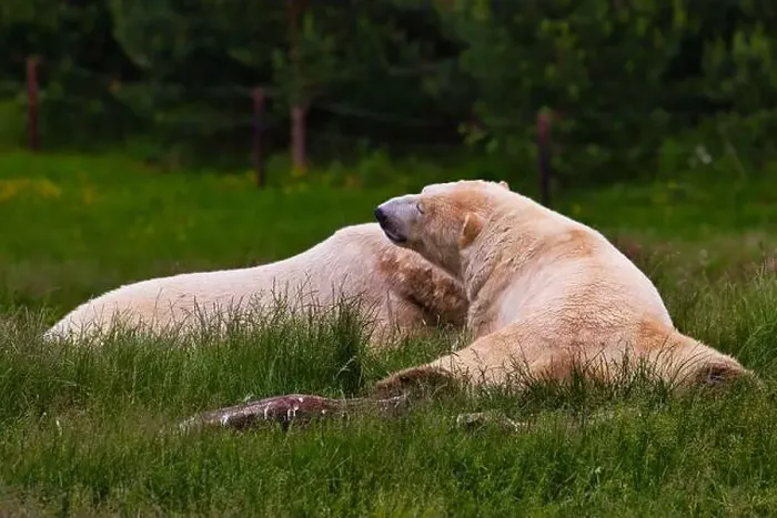 Framed Print : Two polar bears lying on green grass in a natural setting Framed Print : Two polar bears lying on green grass in a natural setting