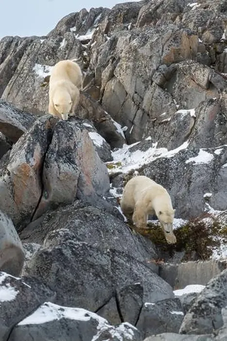 Framed Print : Two polar bears making their way down the rocky shoreline of Hudson Bay near Churchill, Manitoba Framed Print : Two polar bears making their way down the rocky shoreline of Hudson Bay near Churchill, Manitoba