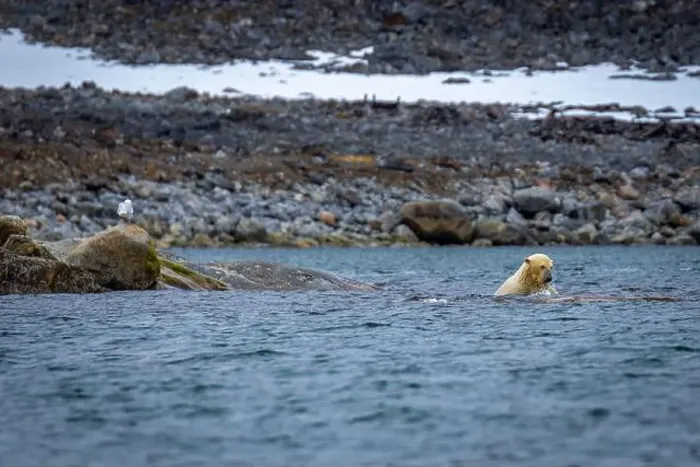 Framed Print : Polar Bears are playing in water in the Magdalensfjorden on Svalbard Framed Print : Polar Bears are playing in water in the Magdalensfjorden on Svalbard