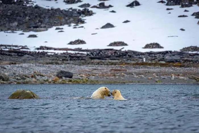 Framed Print : Polar Bears are playing in water in the Magdalensfjorden on Svalbard Framed Print : Polar Bears are playing in water in the Magdalensfjorden on Svalbard