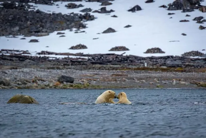Framed Print : Polar Bears are playing in water in the Magdalensfjorden on Svalbard Framed Print : Polar Bears are playing in water in the Magdalensfjorden on Svalbard