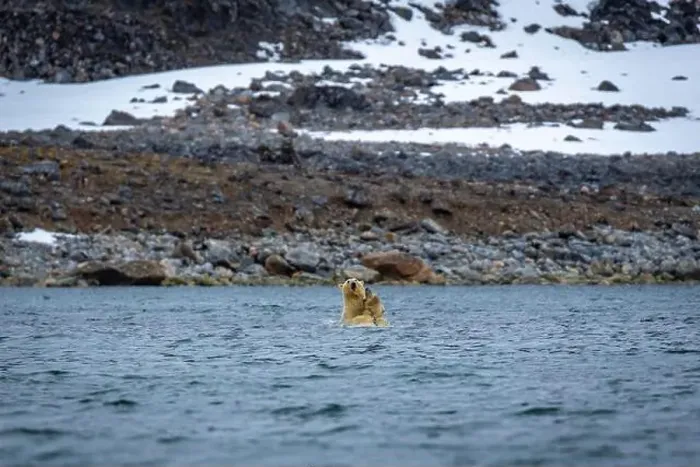 Framed Print : Polar Bears are playing in water in the Magdalensfjorden on Svalbard