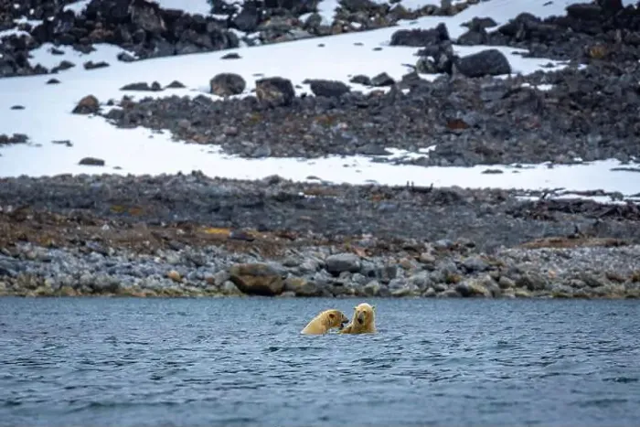 Framed Print : Polar Bears are playing in water in the Magdalensfjorden on Svalbard Framed Print : Polar Bears are playing in water in the Magdalensfjorden on Svalbard
