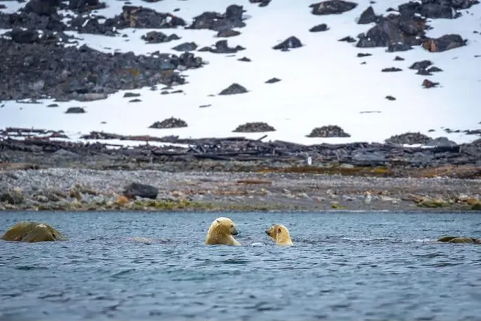 Framed Print : Polar Bears are playing in water in the Magdalensfjorden on Svalbard Framed Print : Polar Bears are playing in water in the Magdalensfjorden on Svalbard