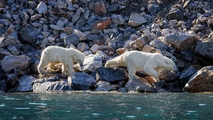 Framed Print : Two polar bears, Ursus Maritimus
