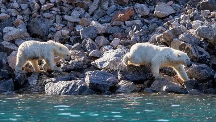 Framed Print : Two polar bears, Ursus Maritimus Framed Print : Two polar bears, Ursus Maritimus