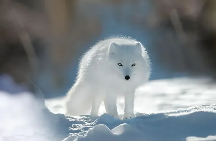 Framed Print : A polar fox (Vulpes lagopus) with white fur stands on the snow in a bright winter environment Framed Print : A polar fox (Vulpes lagopus) with white fur stands on the snow in a bright winter environment