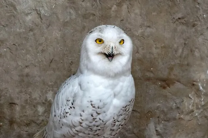 Framed Print : Polar owl male closeup in the zoo on a brown background Framed Print : Polar owl male closeup in the zoo on a brown background