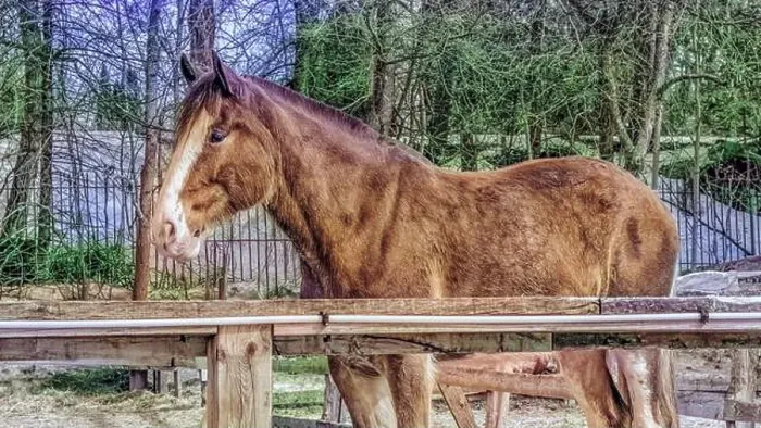 Framed Print : Police Horse on Mount Royal - HDR look Framed Print : Police Horse on Mount Royal - HDR look