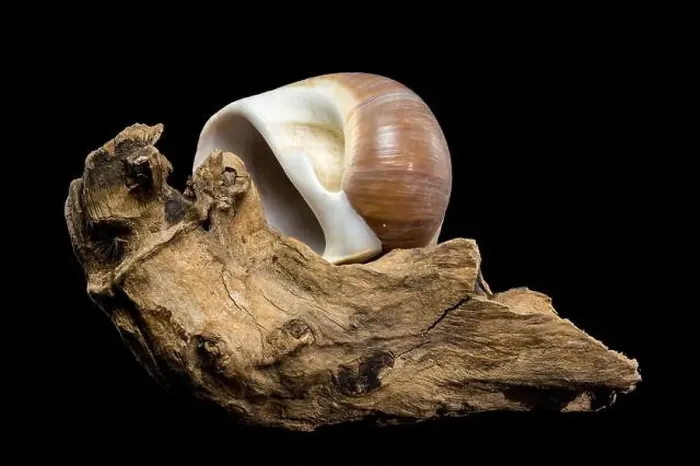 Framed Print : A polished brown moon snail shell with subtle cream and white spirals Framed Print : A polished brown moon snail shell with subtle cream and white spirals