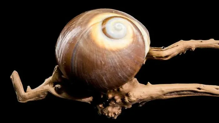 Framed Print : A polished brown moon snail shell with subtle cream and white spirals Framed Print : A polished brown moon snail shell with subtle cream and white spirals