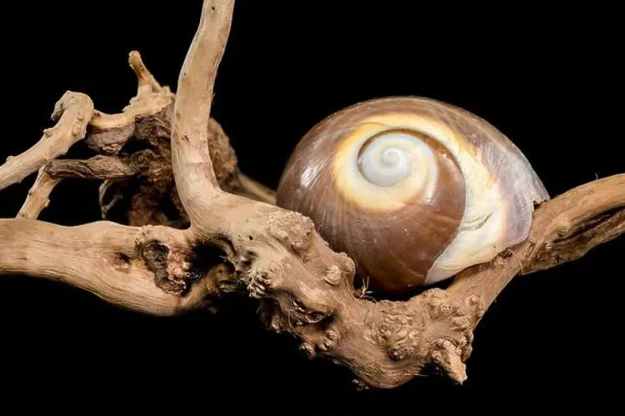 Framed Print : A polished brown moon snail shell with subtle cream and white spirals